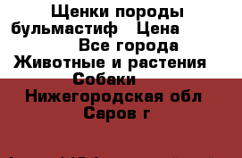 Щенки породы бульмастиф › Цена ­ 25 000 - Все города Животные и растения » Собаки   . Нижегородская обл.,Саров г.